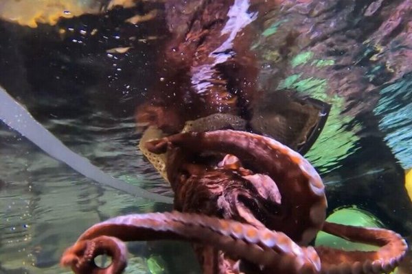 Тор для кракена